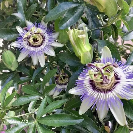 Stari Klesar Appartement *